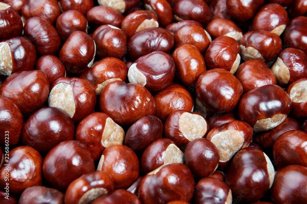 Ripe chestnuts background. Autumn decorations. Autumn concept. Ripe chestnuts background. Autumn decorations. Autumn concept.