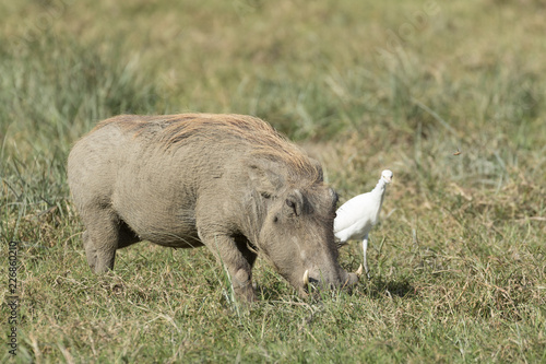 Wild pig eating