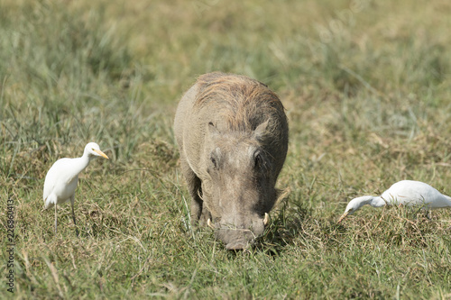 Wild pig eating