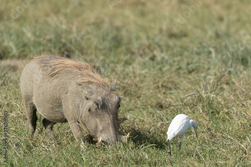 Wild pig eating
