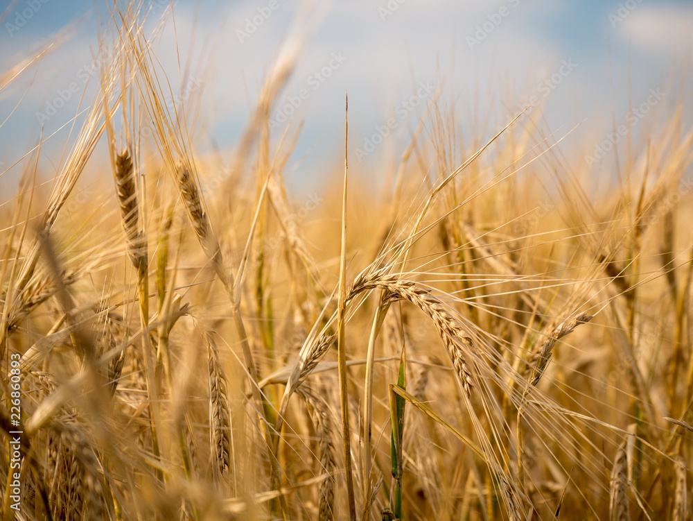 Golden hour and field with grain. Grain closeup. Golden hour and field with grain. Grain closeup.