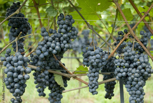 plants full of clusters of blue and red grapes, ready to be harvested during harvest, to produce Merlot wine, lake of Garda, autumn, Alps, Lombardy, Italy