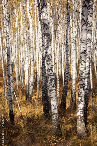 Thick forest of birch trees in the fall in Krasnoyarsk.