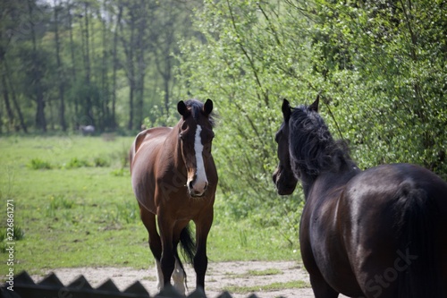 horse and rider