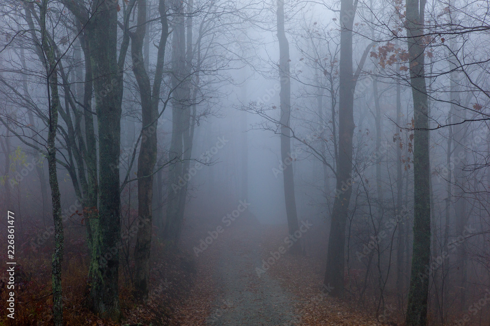 Gravel road in foggy forest Gravel road in foggy forest
