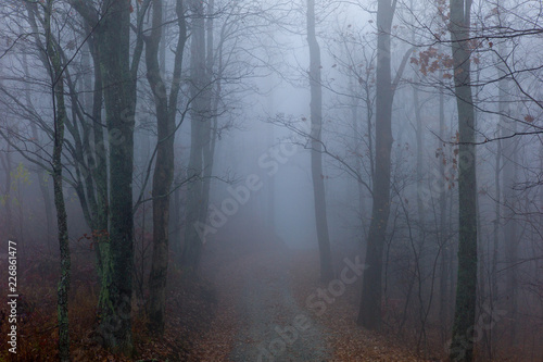Gravel road in foggy forest