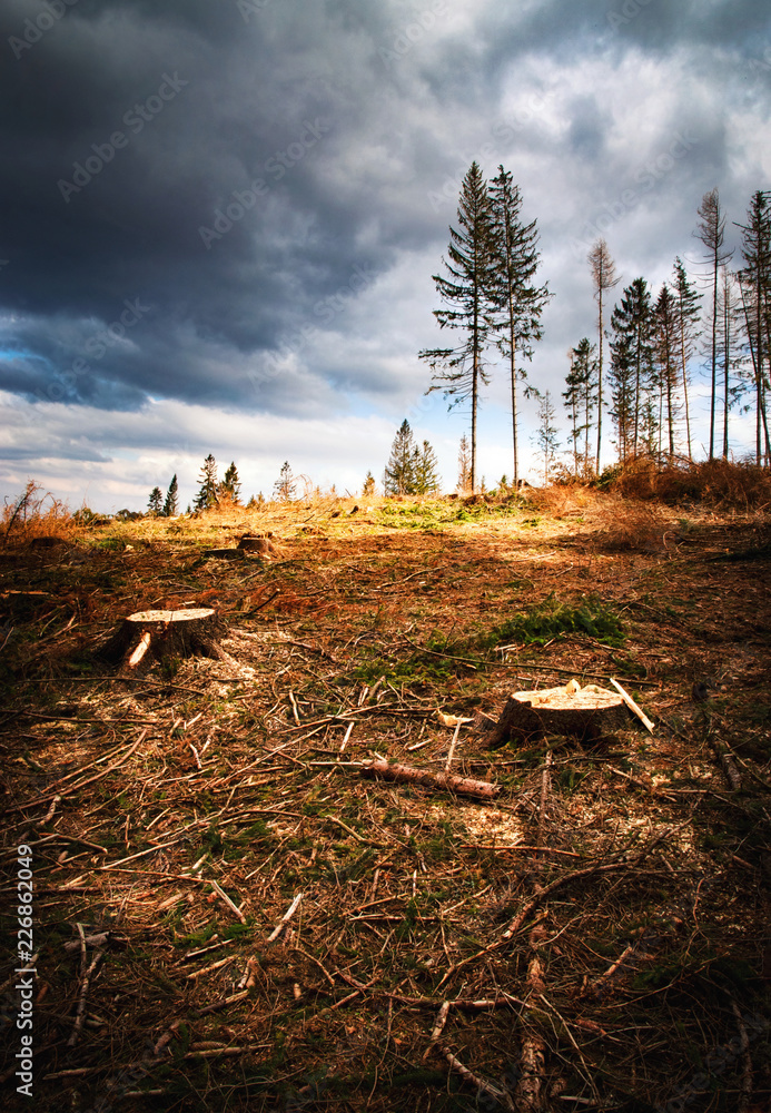 view of the blown forest after the calamity view of the blown forest after the calamity
