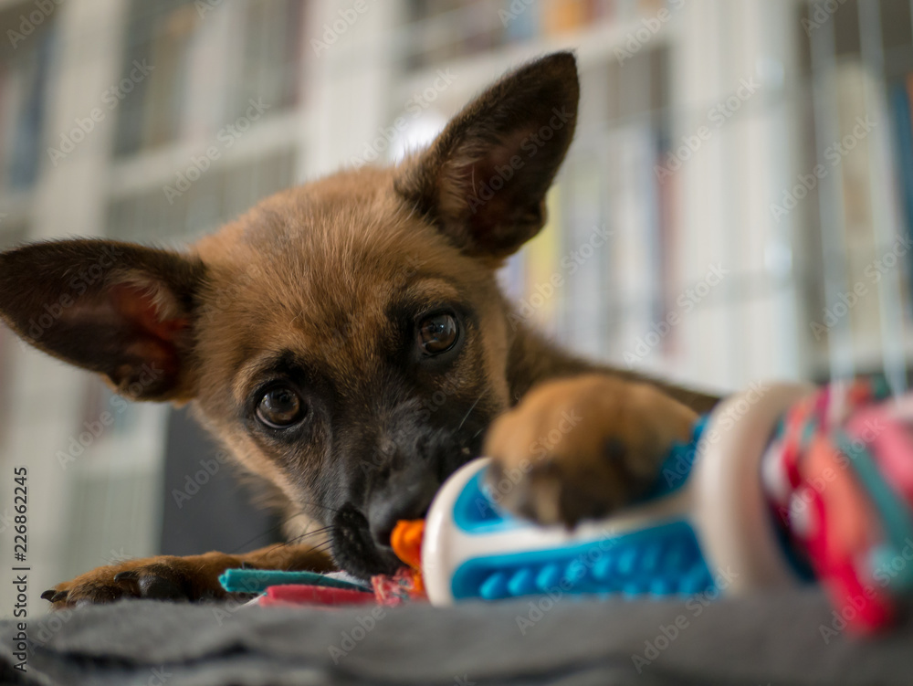 Small brown puppy playing with a toy. Puppy and toy. Small dog playing with color toy.