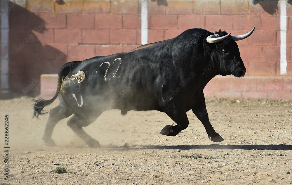 big bull in spain big bull in spain