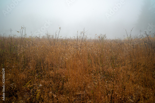 Wild plants in foggy field
