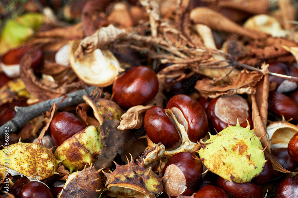 Fallen chestnuts and leaves. Autumn sign. Fallen chestnuts and leaves. Autumn sign.
