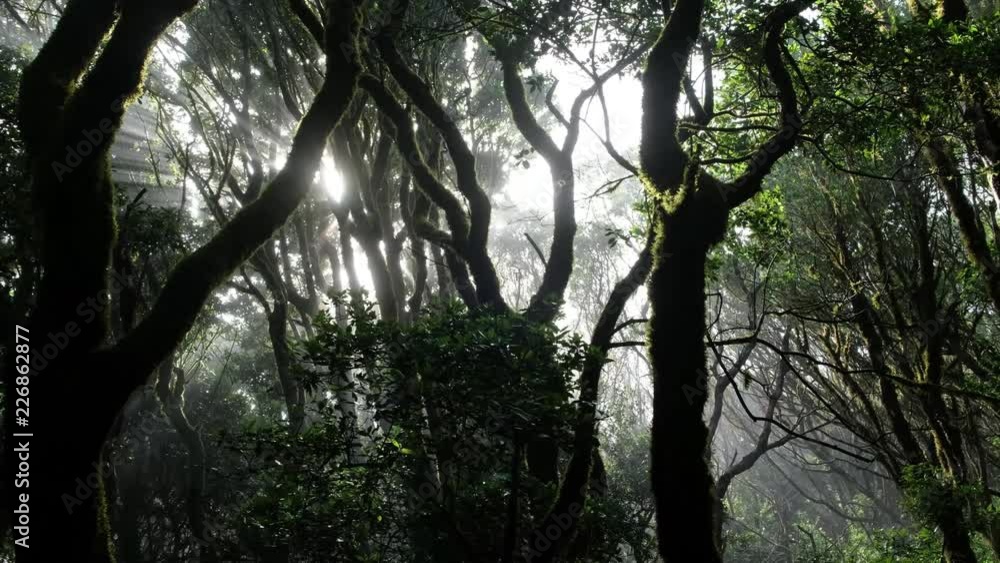 sun shining through trees in foggy forest - sunlight in cloud forest sun shining through trees in foggy forest - sunlight in cloud forest