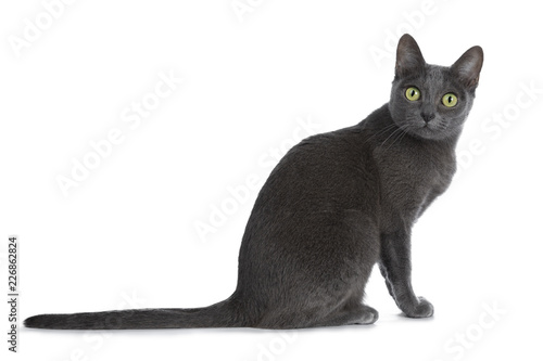 Silver tipped blue adult Korat cat sitting side ways and looking curious at camera with green eyes, isolated on white background