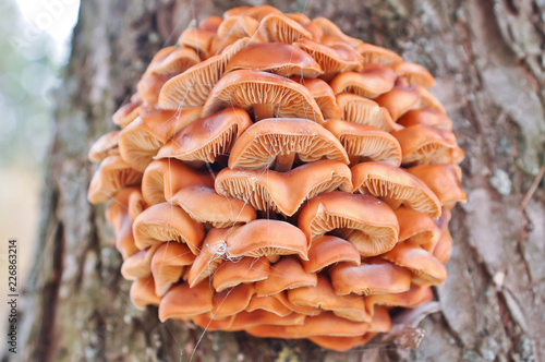 mushrooms on tree