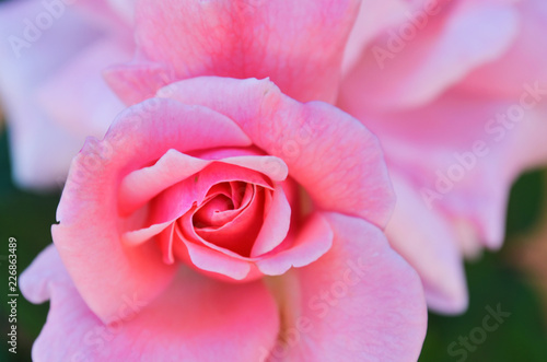 pink rose on black background
