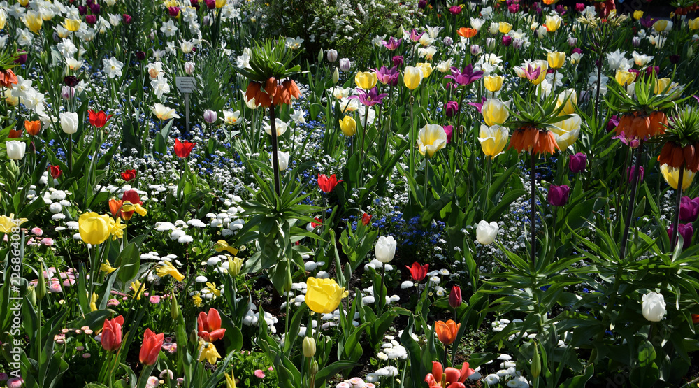 Colorful spring flowers in the garden