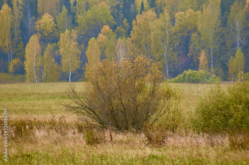 Осенний пейзаж Одинокие стога, скирды сена, одинокие кусты и деревья, скошенные поля и осенний лес с желтой листвой на заднем плане.