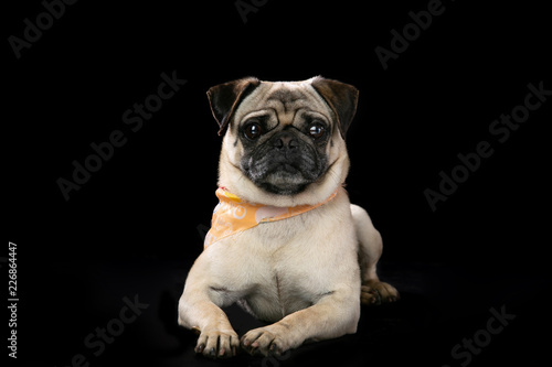 pug in front of black background © Teran