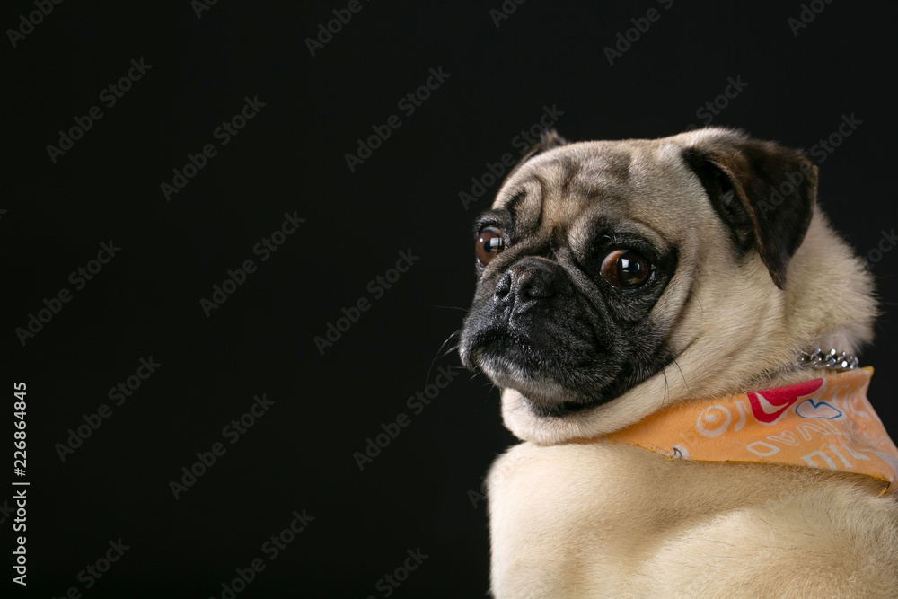 pug in front of black background pug in front of black background