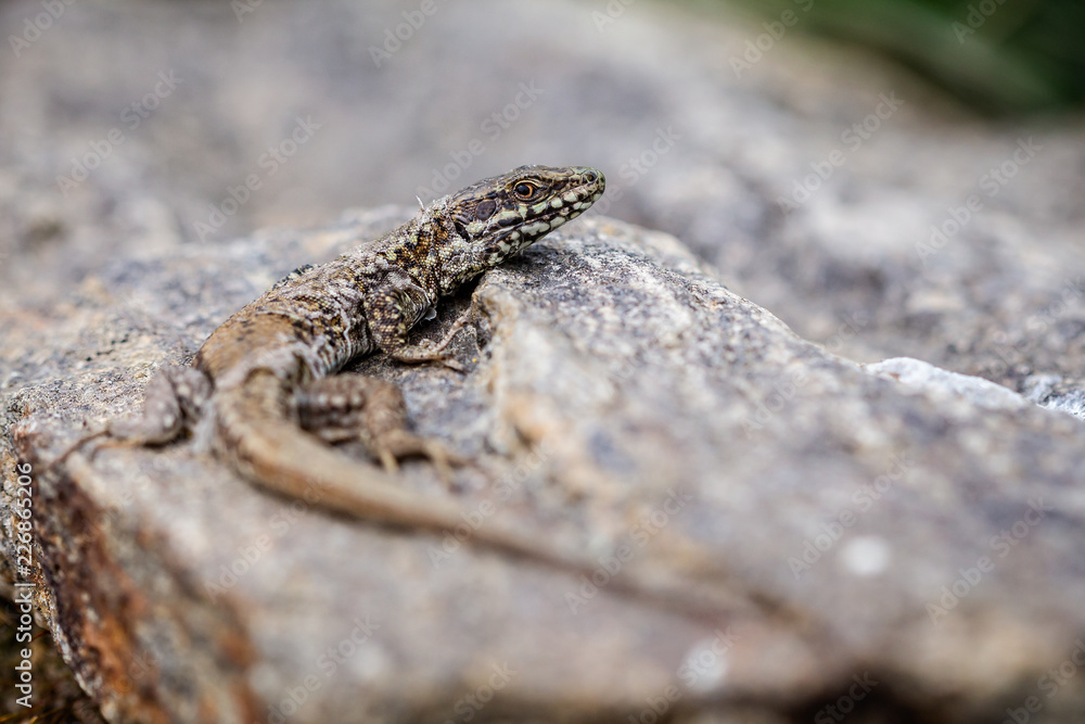 Close up of lizard in process of shedding its skin Close up of lizard in process of shedding its skin