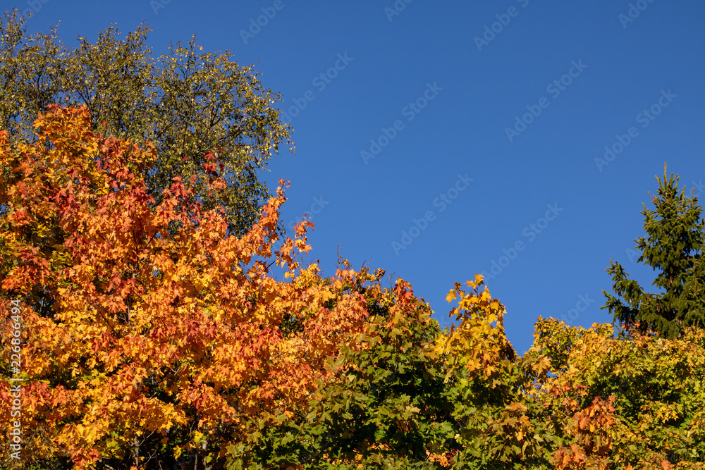 Blue sky and beautiful autumn leaves