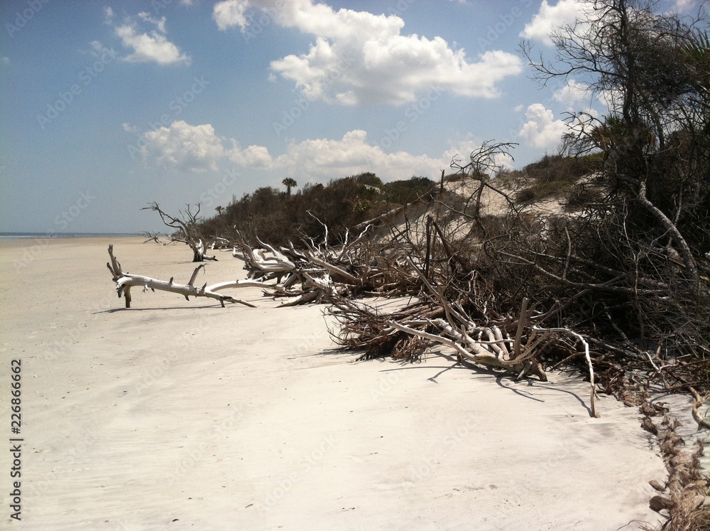 Driftwood Beachscape