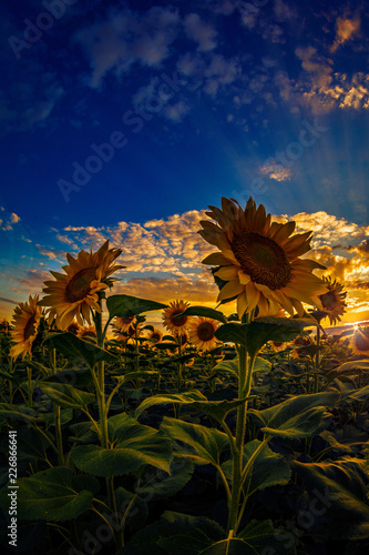Fototapeta Naklejka Na Ścianę i Meble -  Beautiful sunflower field at sunset shot againt a dramatic sky with sun rays behind the clouds