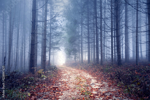 Fototapeta droga piękny ścieżka las drzewa