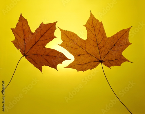 autumn gold yellow background setting sun maple leaf