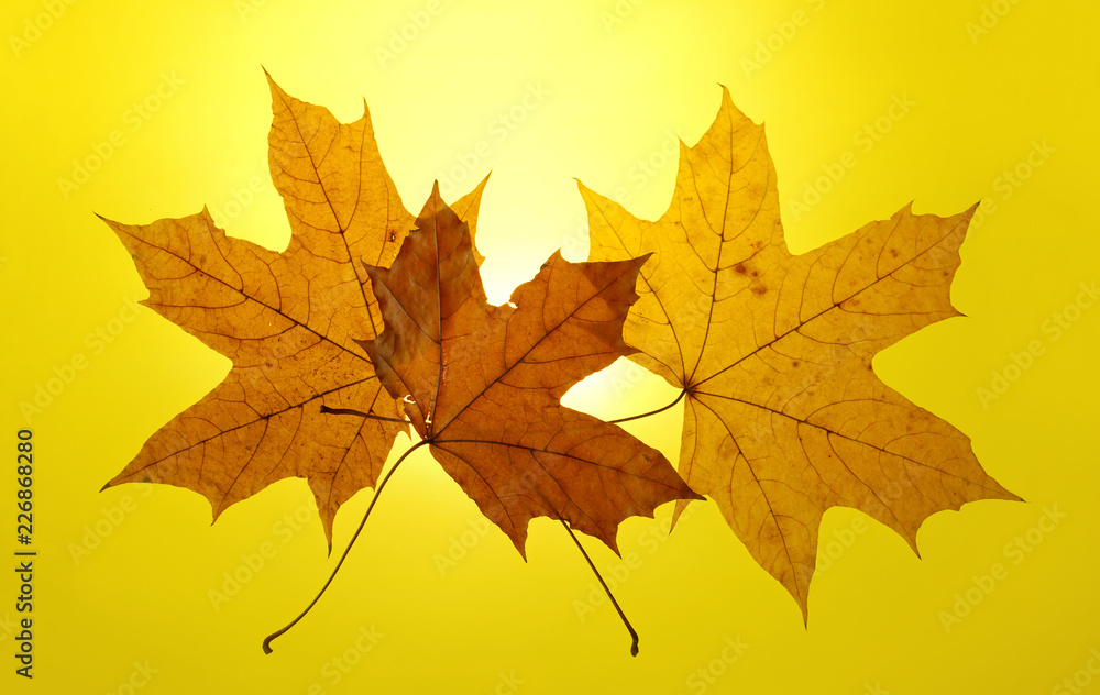 autumn gold yellow background setting sun maple leaf autumn gold yellow background setting sun maple leaf