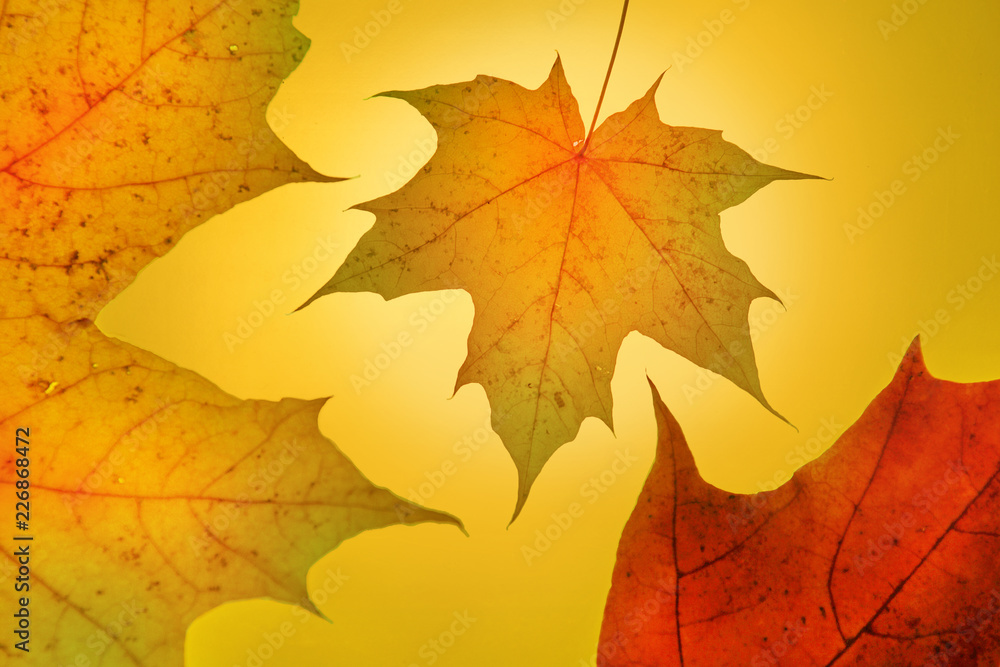 autumn gold yellow background setting sun maple leaf autumn gold yellow background setting sun maple leaf