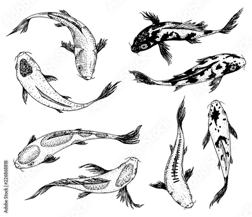 Set of Koi carps, japanese fish. korean animals. Engraved hand drawn line art Vintage tattoo monochrome sketch for label.
