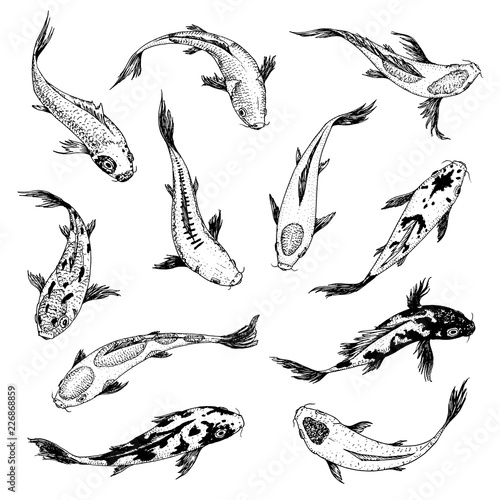 Set of Koi carps, japanese fish. korean animals. Engraved hand drawn line art Vintage tattoo monochrome sketch for label.