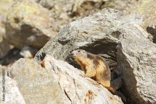 Murmeltier (Marmota marmota) Späher in den schweizer Alpen