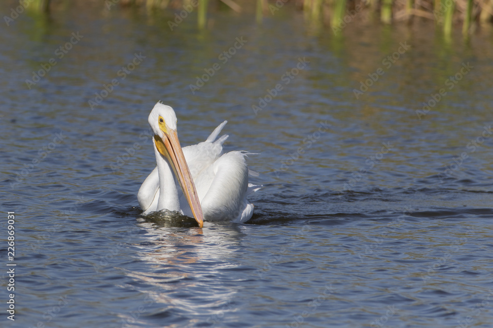 White Pelicans in a Florida marsh White Pelicans in a Florida marsh