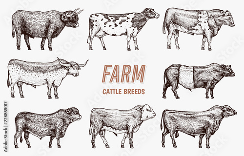 Farm cattle bulls and cows. Different breeds of domestic animals. Engraved hand drawn monochrome sketch. Vintage line art.