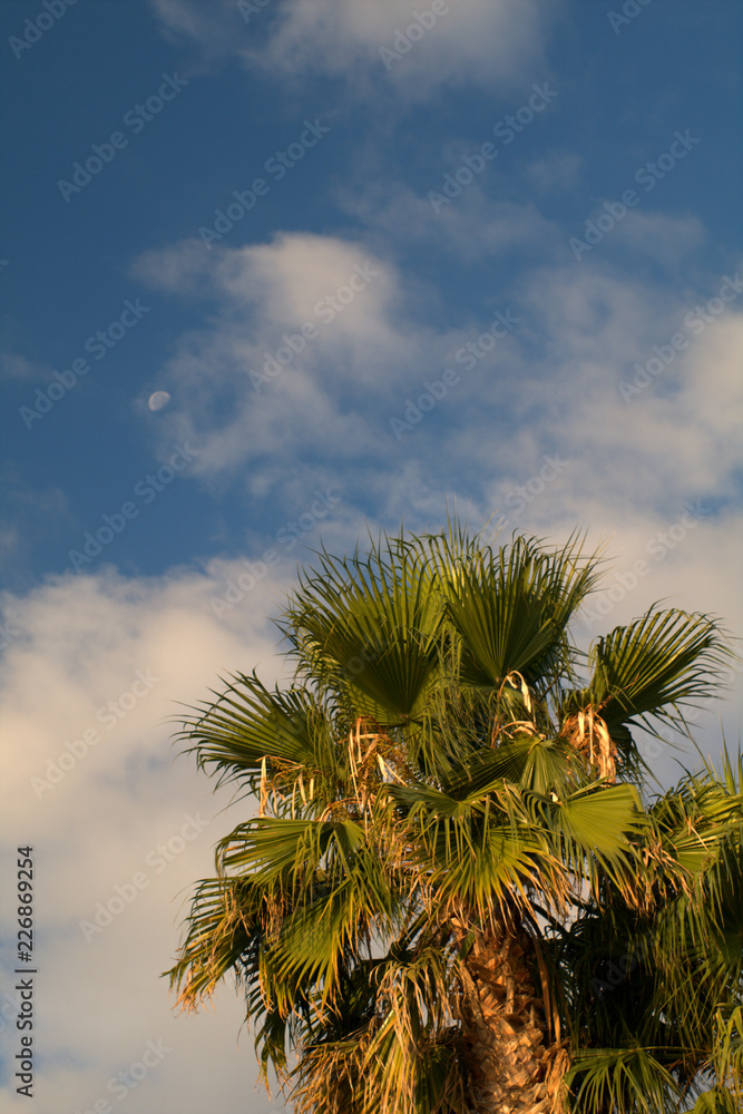 palm tree and blue sky,tropical,nature,green,plant,view palm tree and blue sky,tropical,nature,green,plant,view