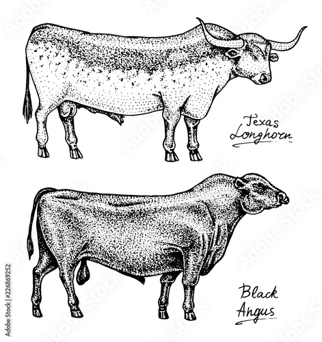 Farm cattle bulls and cows. Different breeds of domestic animals. Engraved hand drawn monochrome sketch. Vintage line art.