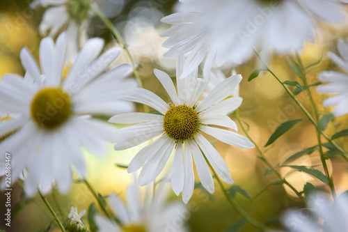 Beautiful white camomiles daisy flowers on green garden