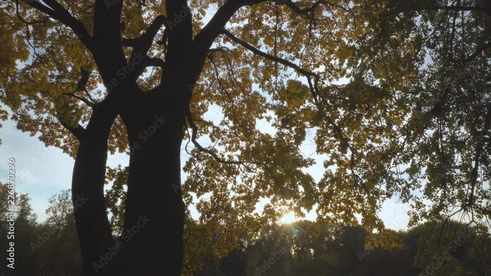 panoramic autumn view of trees covered with yellow foliage panoramic autumn view of trees covered with yellow foliage
