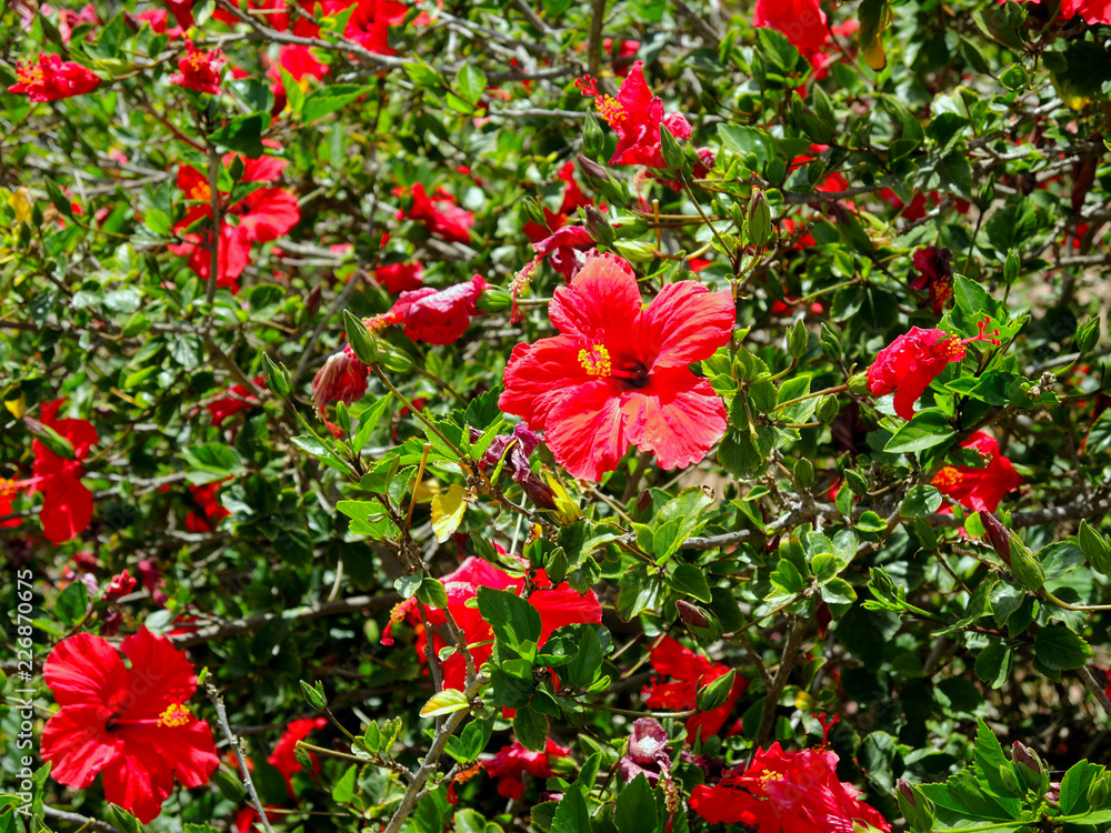 Red hibiscus flowers on a sunny day