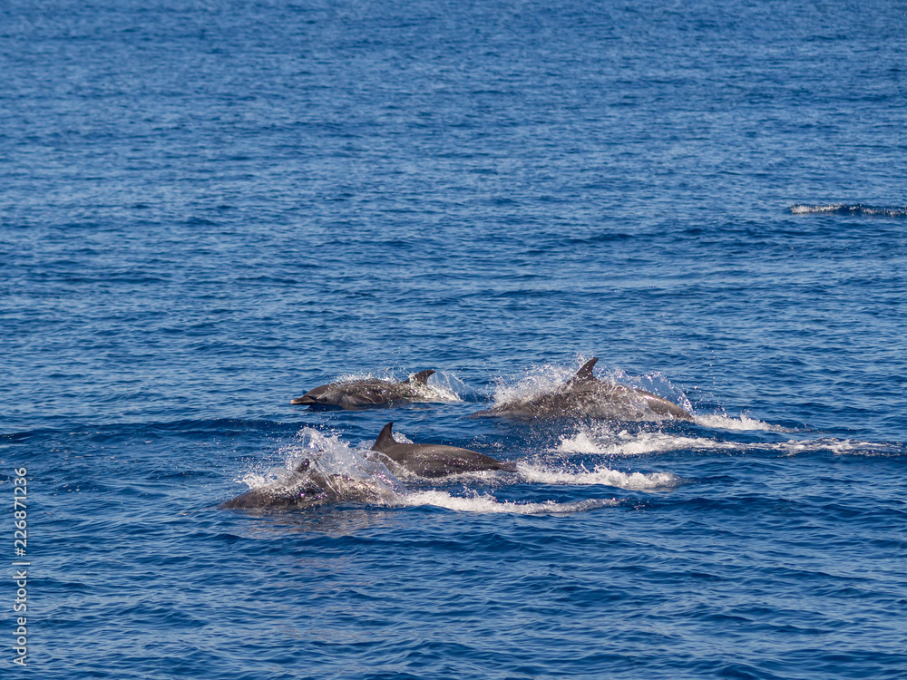 Dolphins at the coast of Hualien, Taiwan. Dolphins at the coast of Hualien, Taiwan.