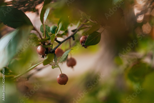 Red malus apples on a tree in garden in the fall. Decorative paradise apple tree branch with fruits.