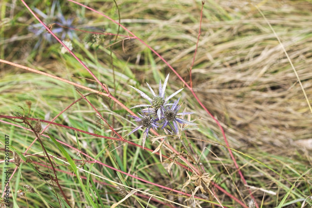 Eryngium amethystinum violet plant and flowers - Apiaceae (Marche, Italy, Europe) Eryngium amethystinum violet plant and flowers - Apiaceae (Marche, Italy, Europe)