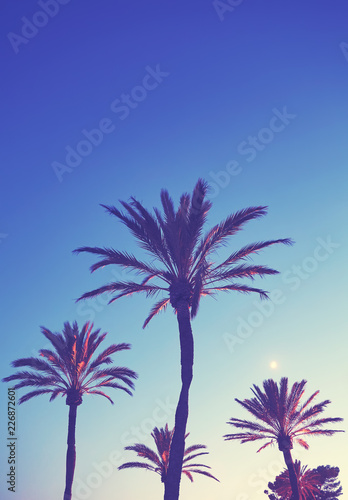 Vintage toned picture of palm trees at dusk, summer concept background.