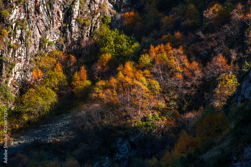 Colorful autumn landscape in the Caucasus mountains, colorful forest in Kazbegi, Georgia