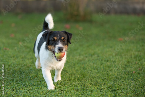 Jack Russell Terrier. Dog is holding apple in catch and carrying