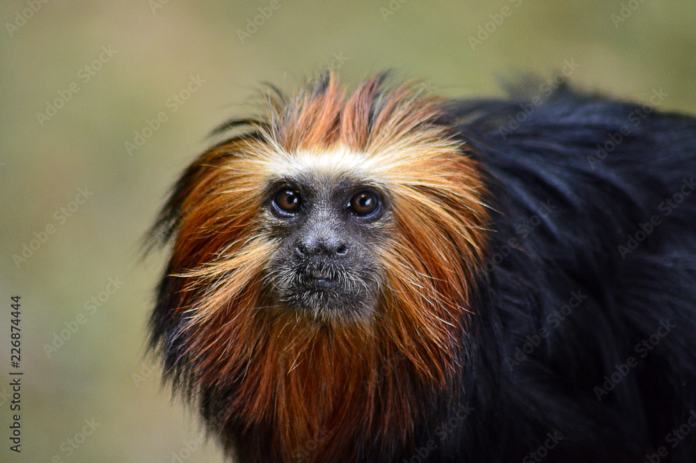Tamarin lion à tête noire Tamarin lion à tête noire