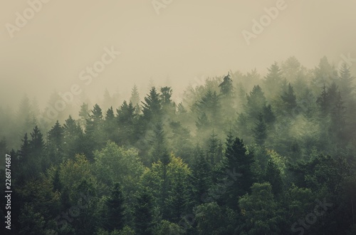 Foggy Summer Forest