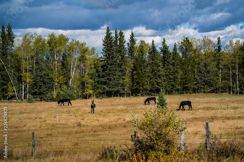 A small herd of mules in a field in western North America.
